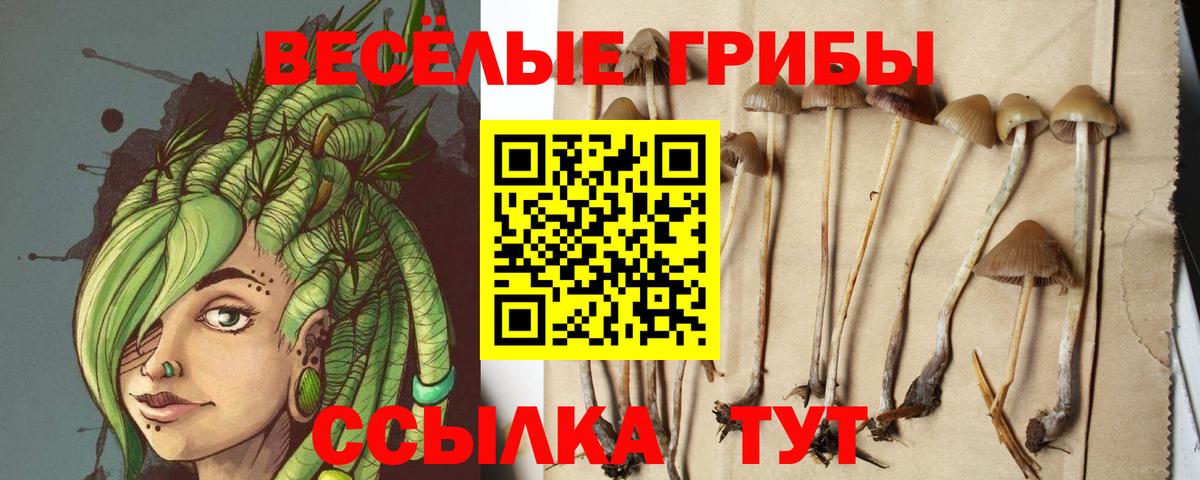 Псилоцибиновые грибы мухоморы  Малгобек  Галлюциногенные грибы GOLDEN TEACHER 